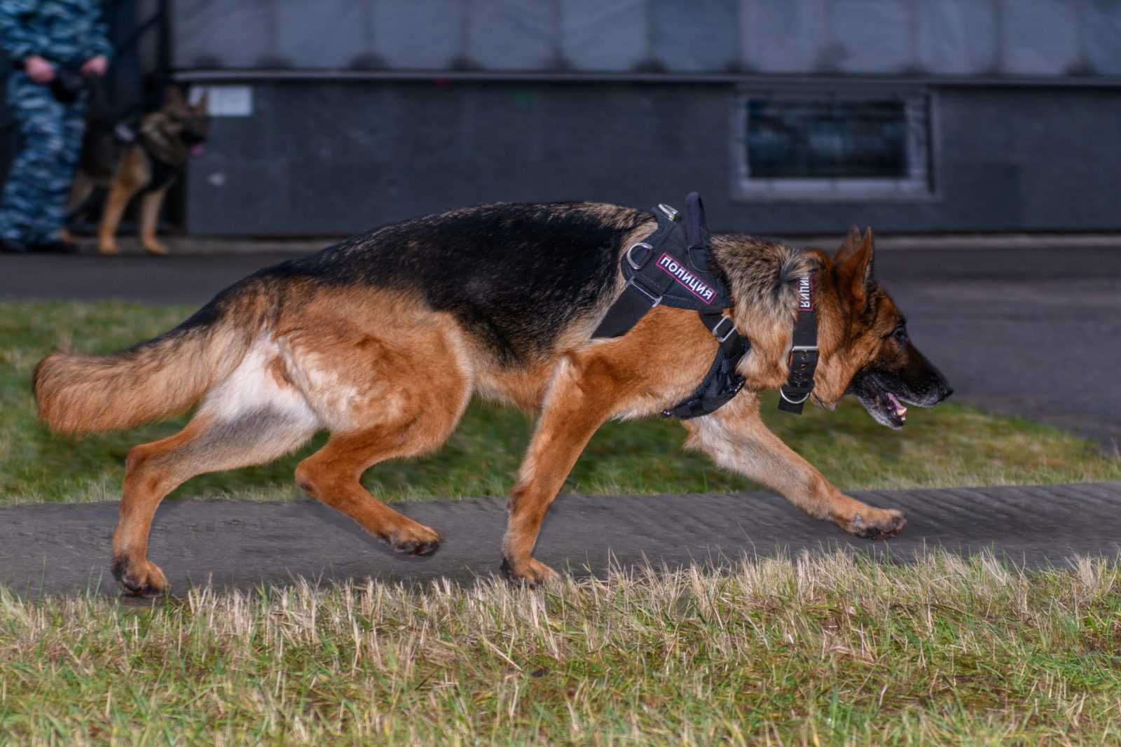 Petition: Demand Investigation into Gainesville PD After K9 Ripped Out Black Man's Eye During Traffic Stop – One Green Planet