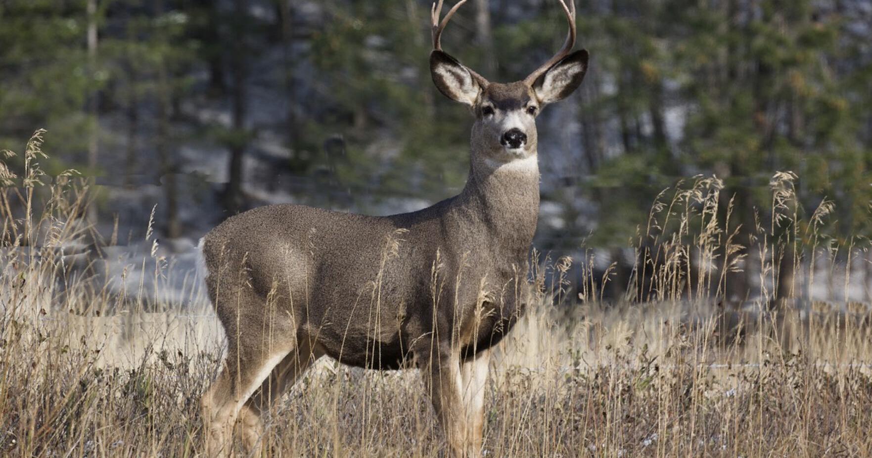 [VIDEO] Woman gored by buck during attempt to protect small dog – Out There Colorado