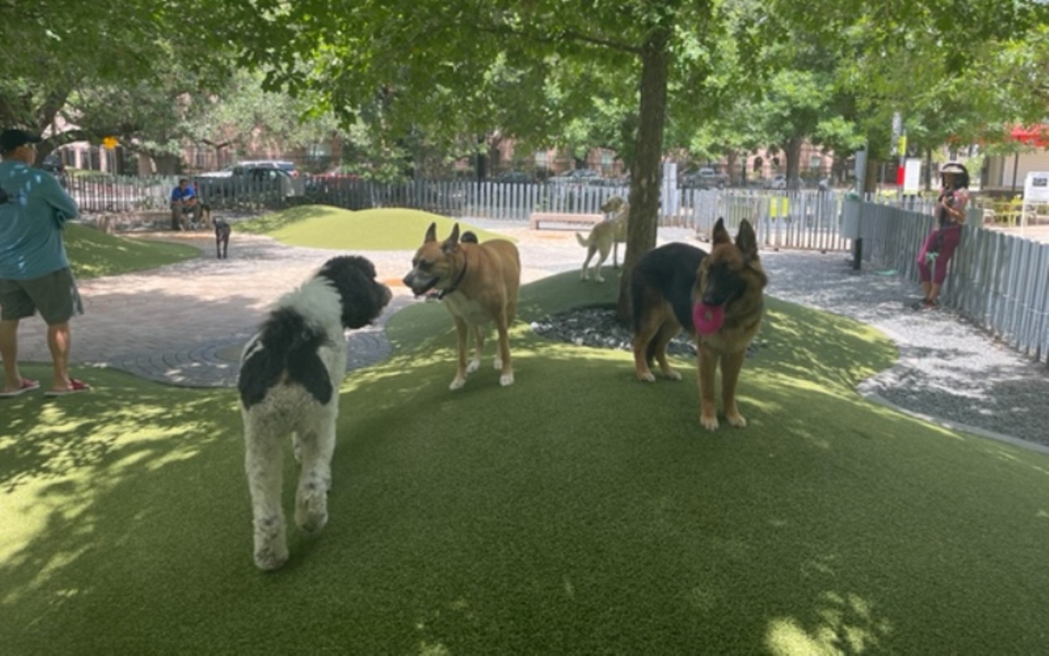 Best of Houston® 2022: Dog Park – Houston Press