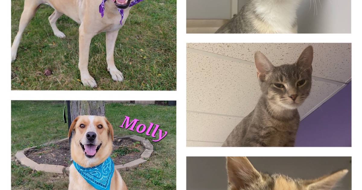 Morris Herald-News Pets of the Week : Oct. 10, 2022 – Morris Herald-News