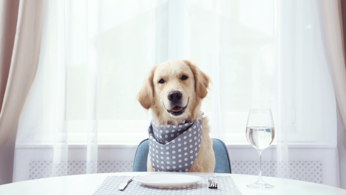 Bone Appétit: Fancy restaurant for dogs opens in San Francisco – Boing Boing