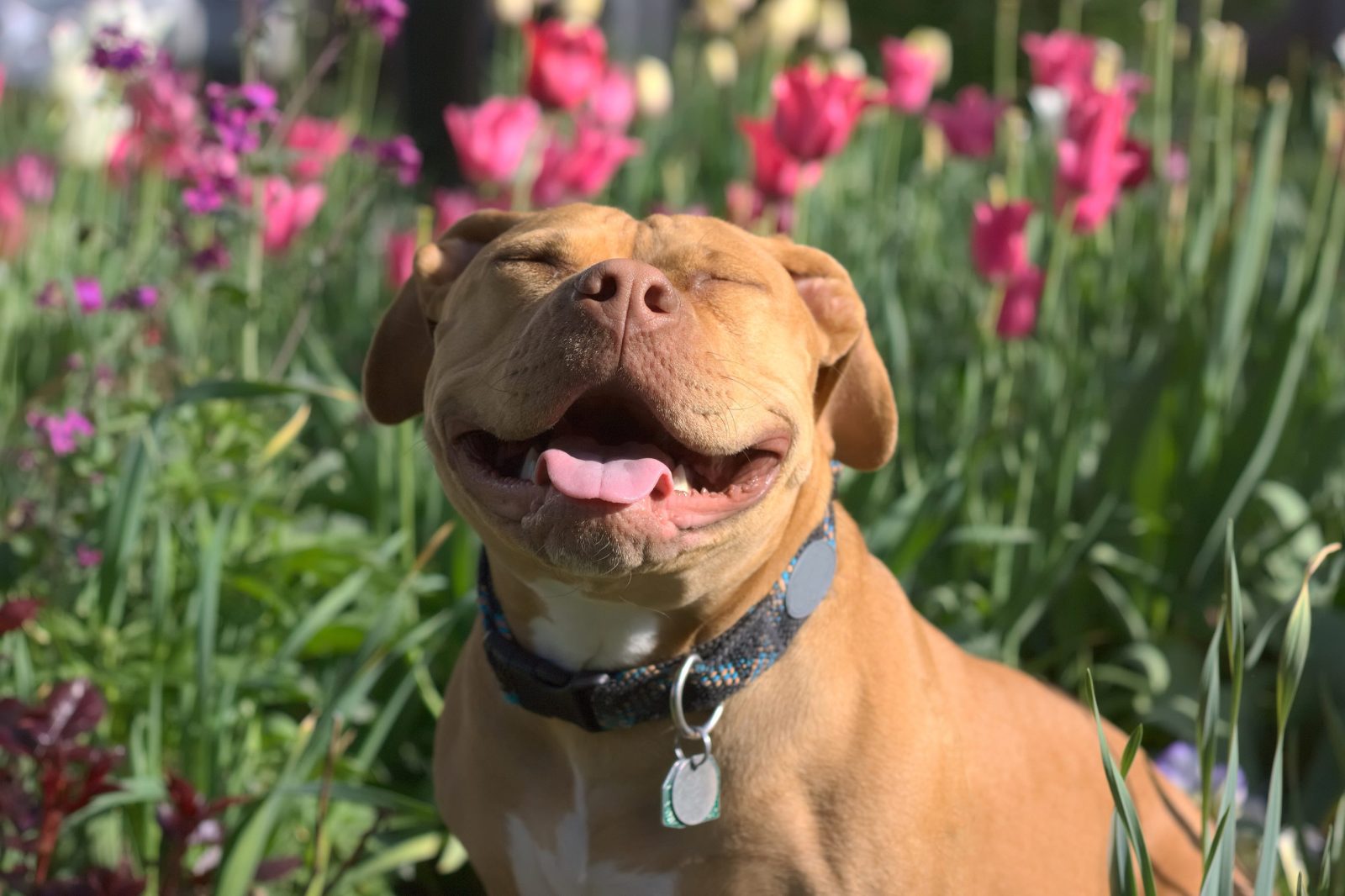 Man Saves Dog Named Tulip From Being Euthanized Because Her Health Issues Would Cost Too Much Money – One Green Planet