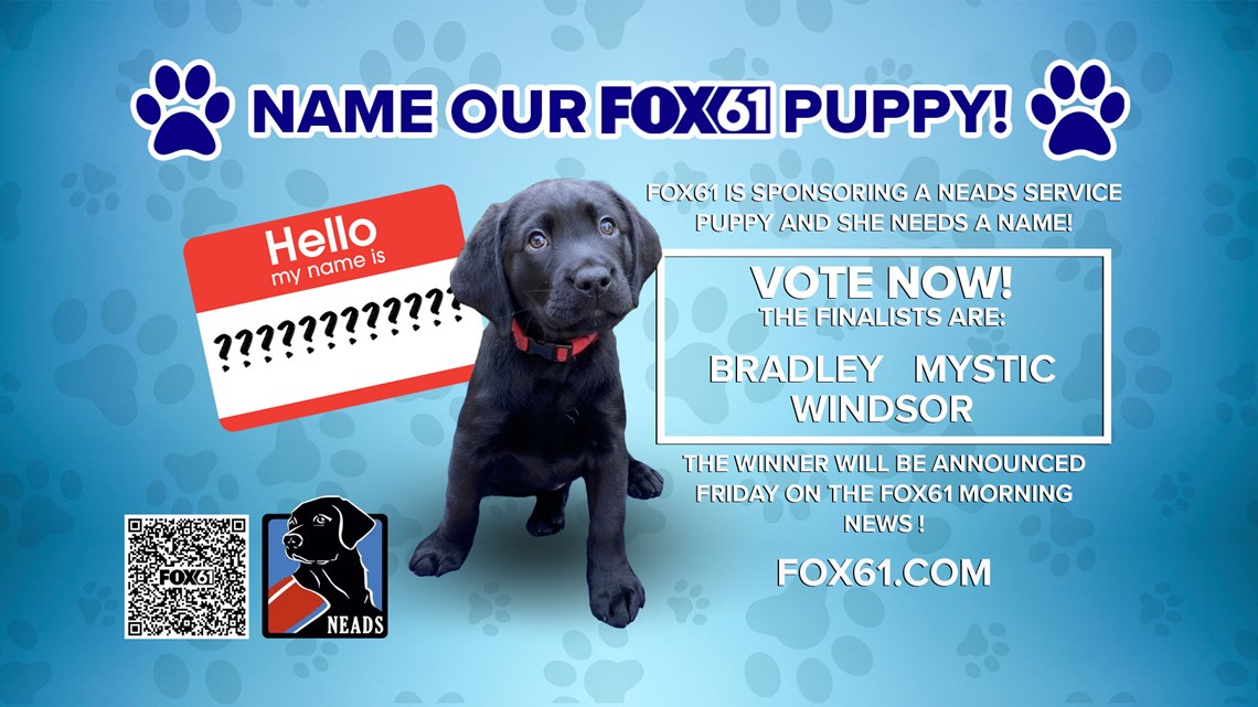 We need your help! FOX61 is sponsoring a NEADS service dog and it needs a name! – FOX61 Hartford