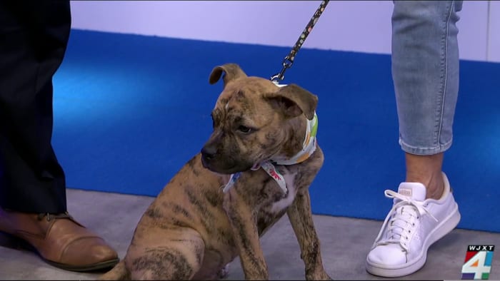 Pet Project: Meet Jimmy – WJXT News4JAX