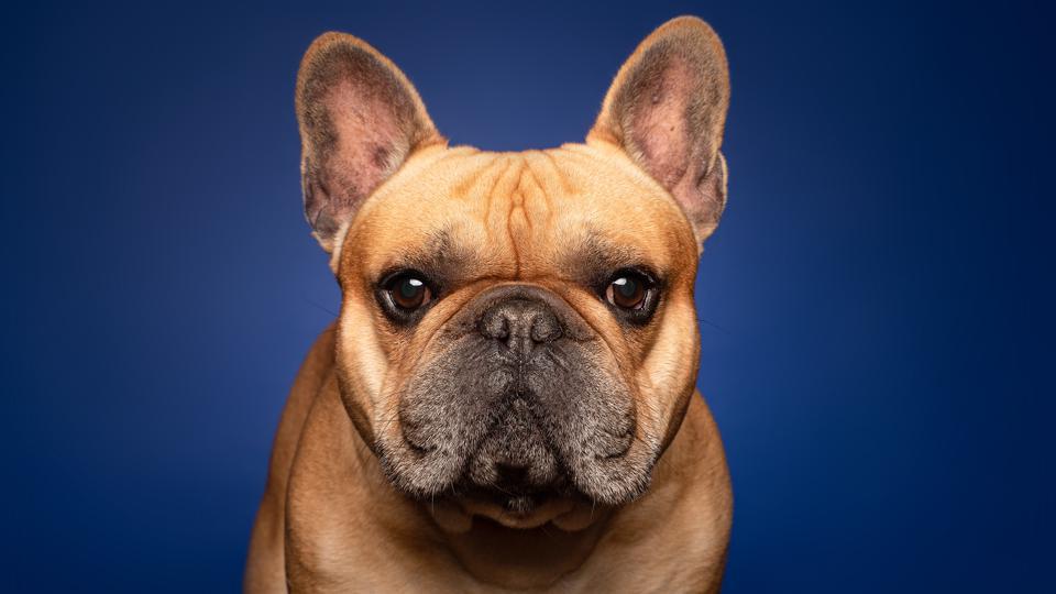 Best Pet Insurance In Oregon (OR) 2022 – Forbes Advisor – Forbes