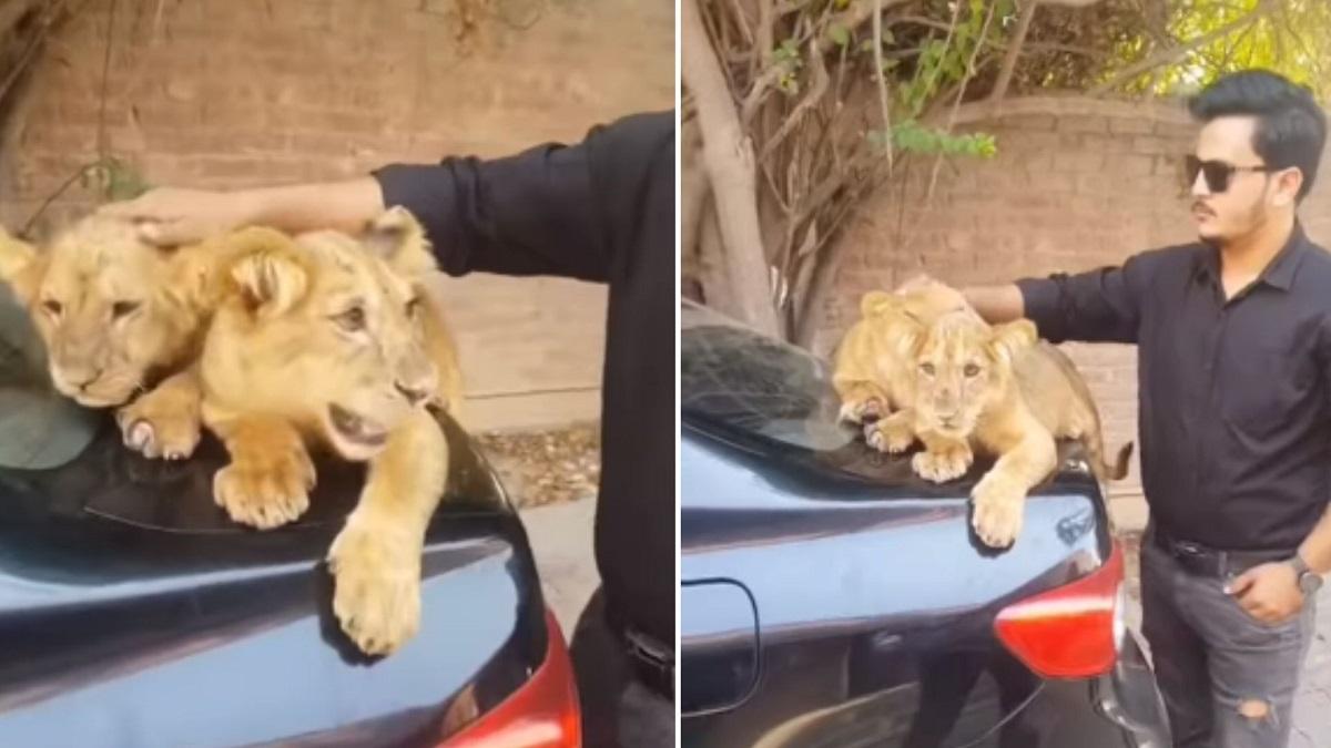 Lion cubs get aggressive as man tries to pet them in viral video. Watch – India Today