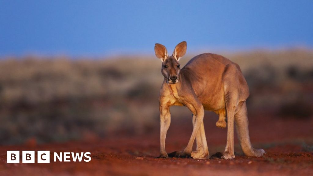 Australian man killed by kangaroo he kept as pet, police say – BBC