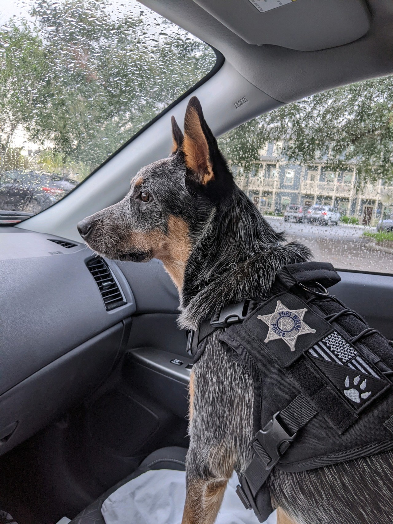 PHOTOS: FWPD welcomes new therapy dog to the force – WANE