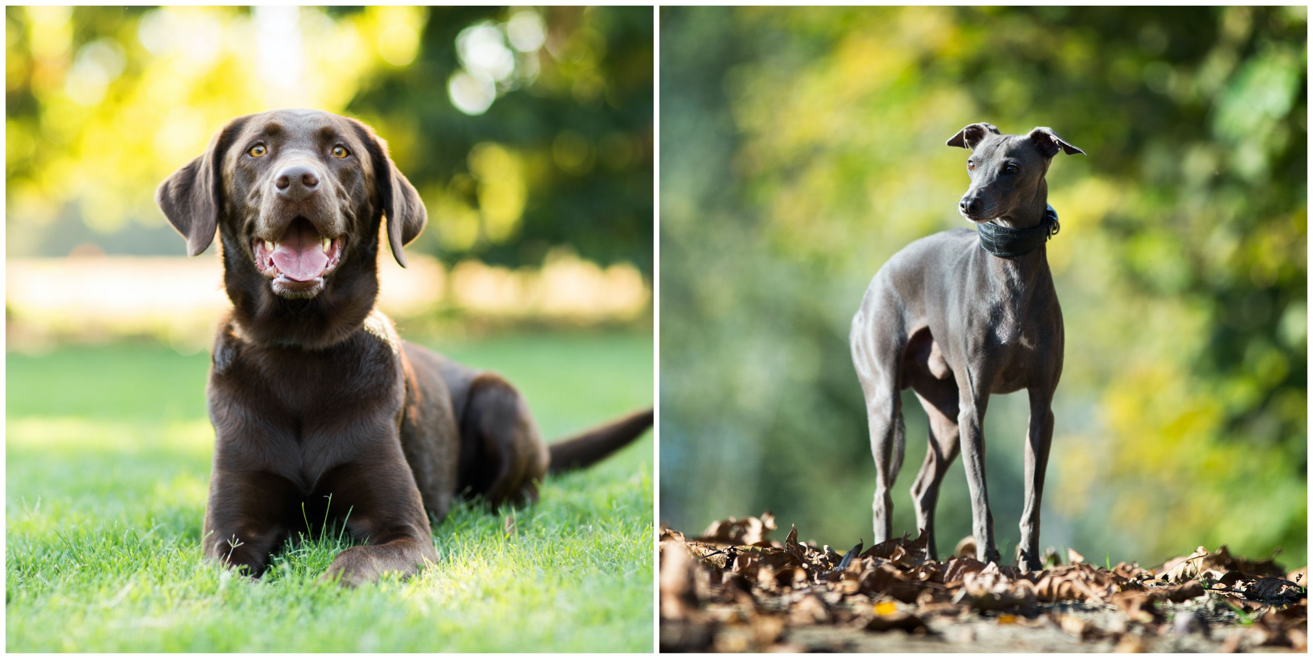 These 6 dog breeds can benefit your mental health – Country Living