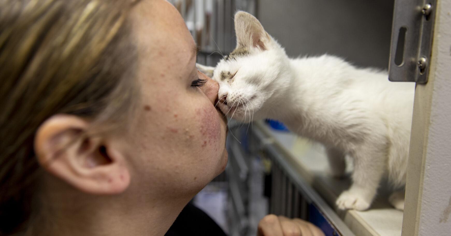 Animal shelters in SC are at a breaking point. Pet adoptions can't keep up with intake – Charleston Post Courier