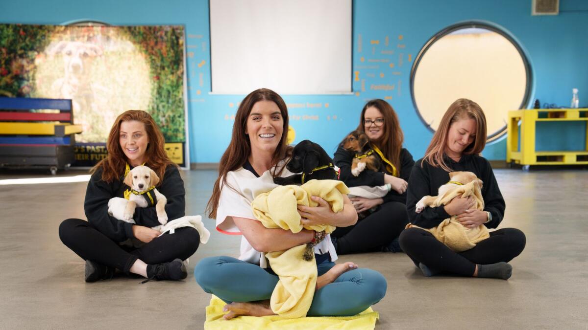 Dogs Trust hosts puppy meditation class to mark World Mental Health Day – Offaly Independent