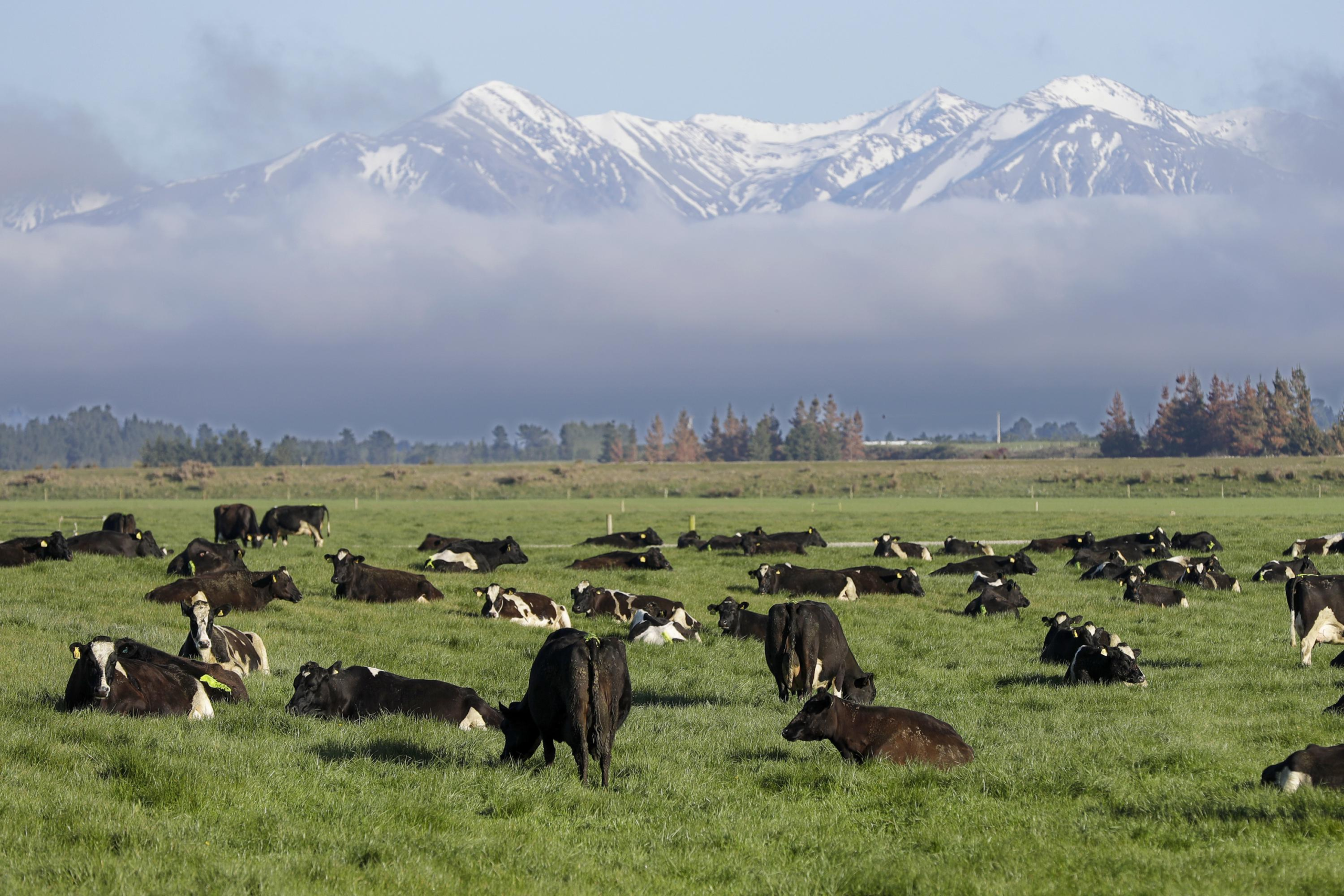 New Zealand proposes taxing cow burps, angering farmers – The Associated Press