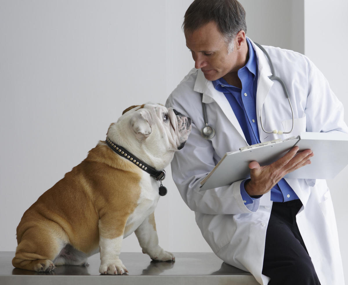 Pet insurance dos and don'ts owners should know – Yahoo News