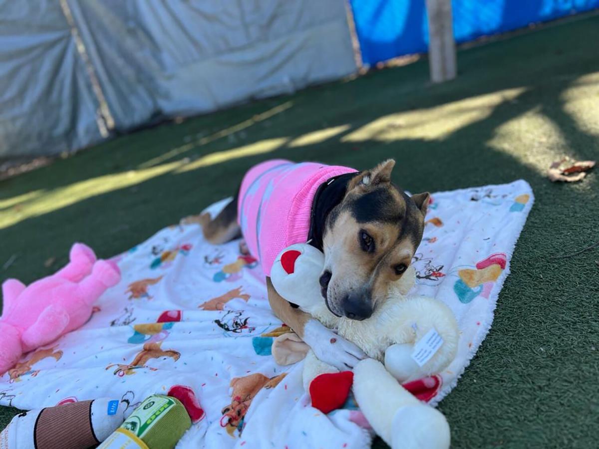 Calif. Rescue Has Birthday Party for Dog in Shelter Over 2 Years in Hopes of Gifting Pet a Home – Yahoo Entertainment