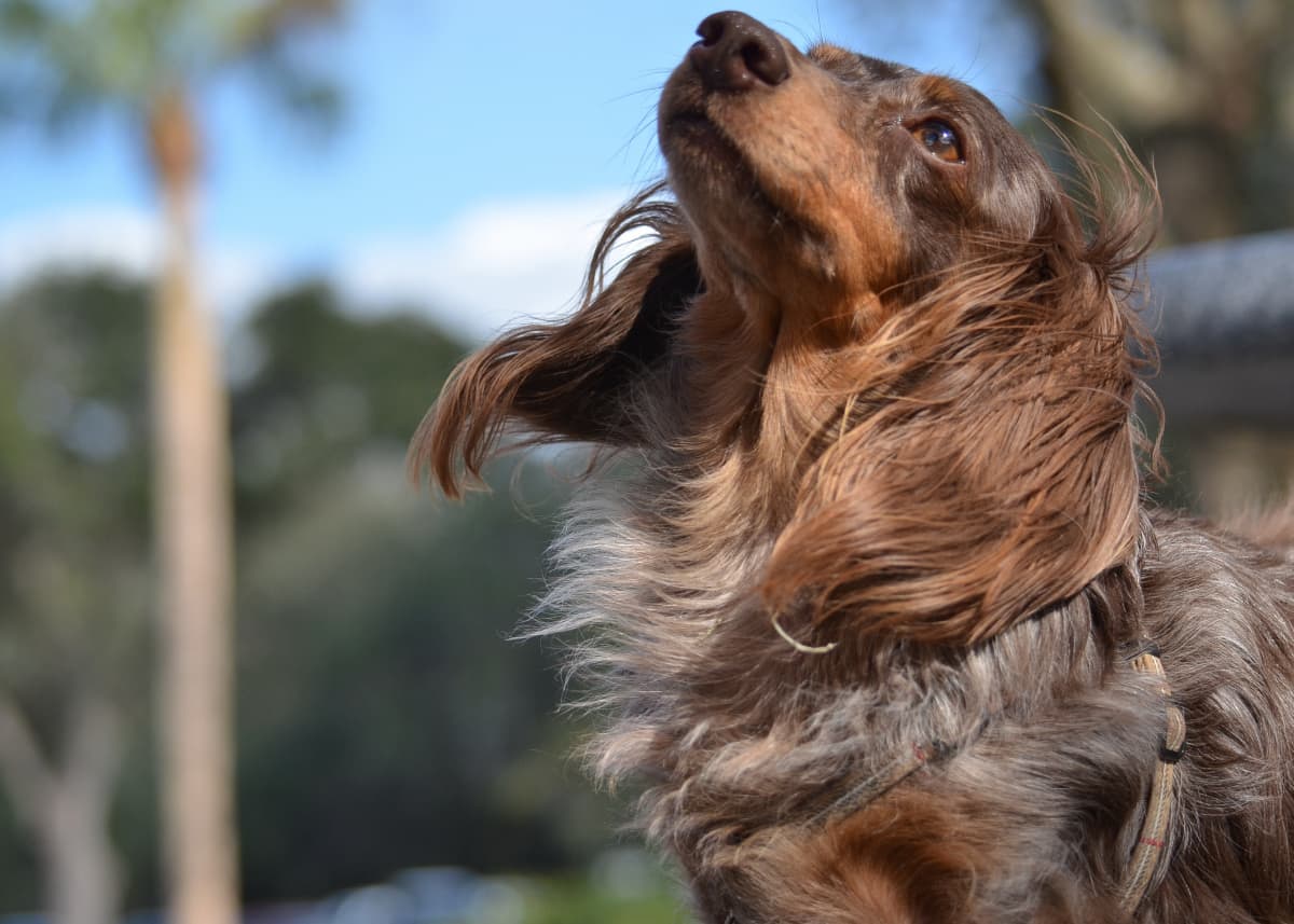 Stylish Dog Has Better Hair Than We Could Ever Hope To Have – Yahoo Life