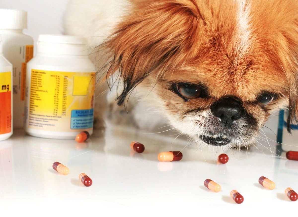 All the vitamins and nutrients a dog needs to live a long, happy and healthy life – The Scotsman