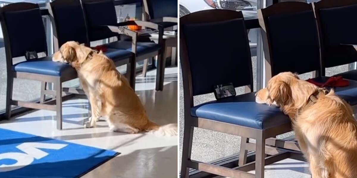 Dog Finds Best Way To Entertain Herself While Waiting At The Vet – The Dodo