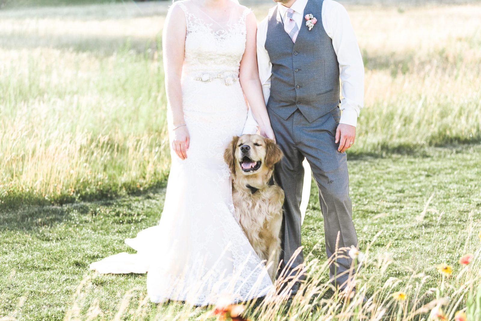 Bride and Groom's Nine Dogs Attend Wedding and One of Them Was Best Man! – One Green Planet