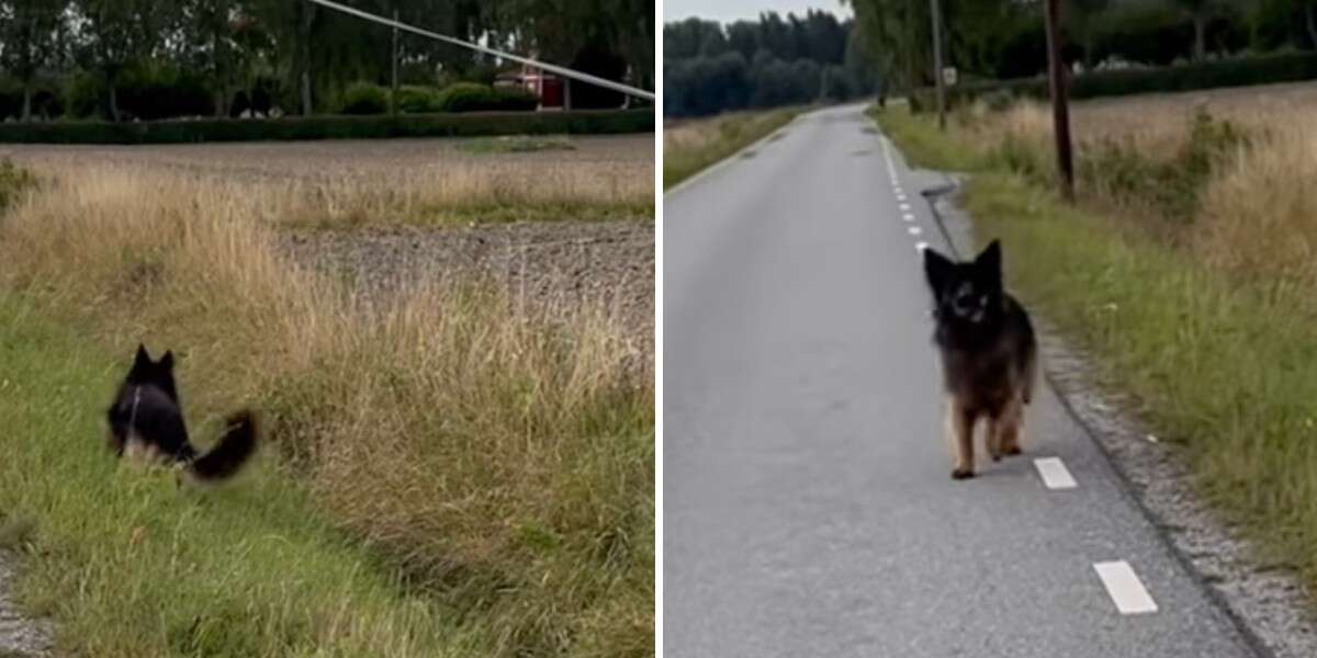 Dog Searches For Mom's Keys After She Loses Them On Walk – The Dodo