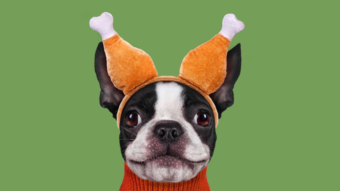 The Thanksgiving Foods That Are Safe for Your Pets, According to Experts – Mentalfloss