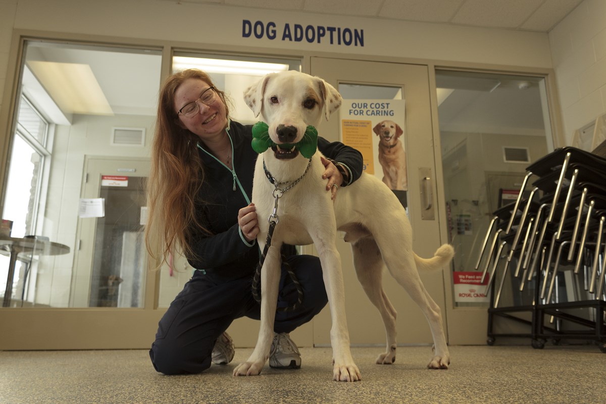 Loving animals await their 'fur-ever' homes at Midland SPCA – MidlandToday