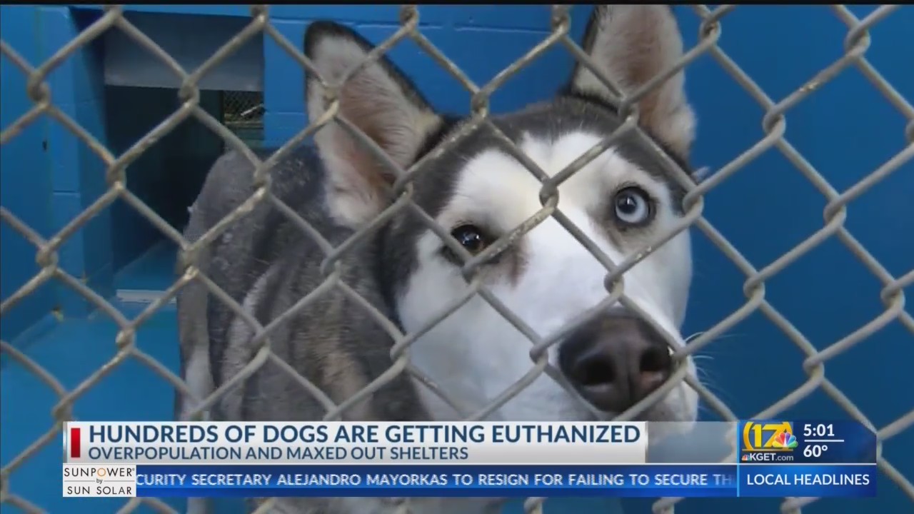 Hundreds of local dogs are getting euthanized due to overpopulated shelters – KGET 17