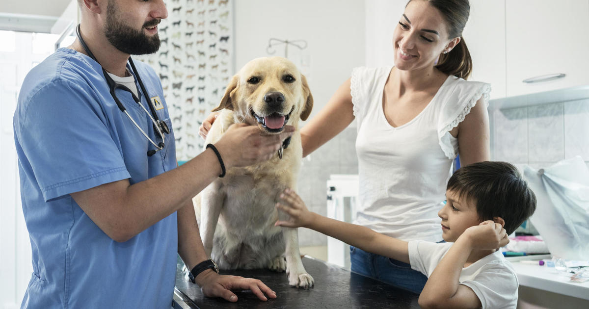 How to pick a pet insurance provider – CBS News