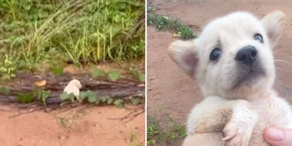 Man Hears 'Ear Piercing Scream' And Discovers Puppy Abandoned In The Jungle – The Dodo