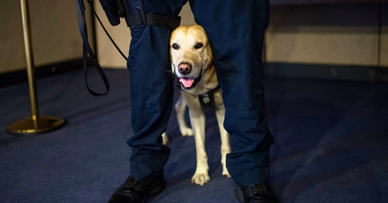 The US Has a Bomb-Sniffing Dog Shortage – WIRED