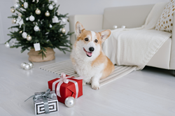 Zesty Paws & Solid Gold Offer Deep Discounts on Pet Products for Holiday Shopping on Amazon – PR Web