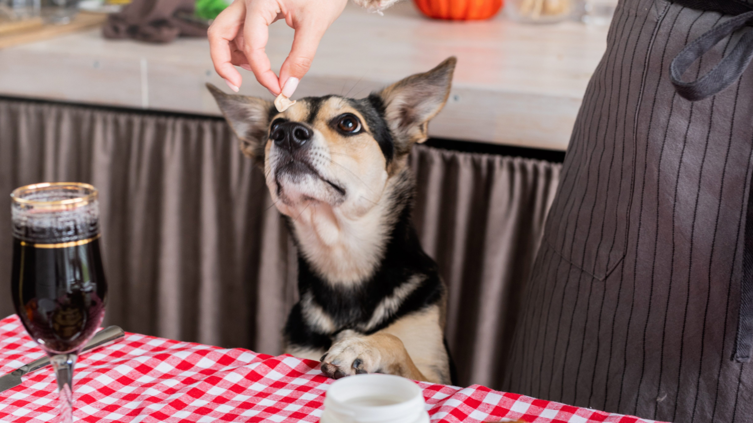 Thanksgiving Foods, Plants Could Send Pet to Vet ER – NBC Southern California