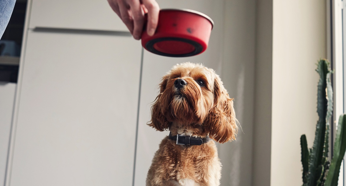 Is Human-Grade Dog Food Worth It? Vets Weigh in on Their Favorite Brands – PureWow