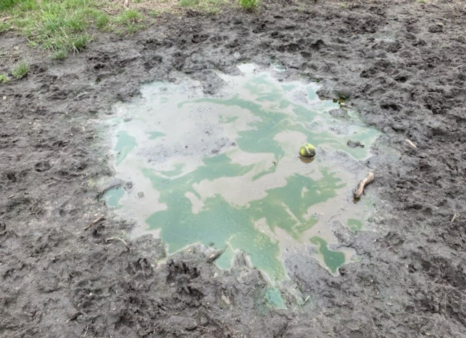 Algae bloom closes dog park – The Inquirer and Mirror