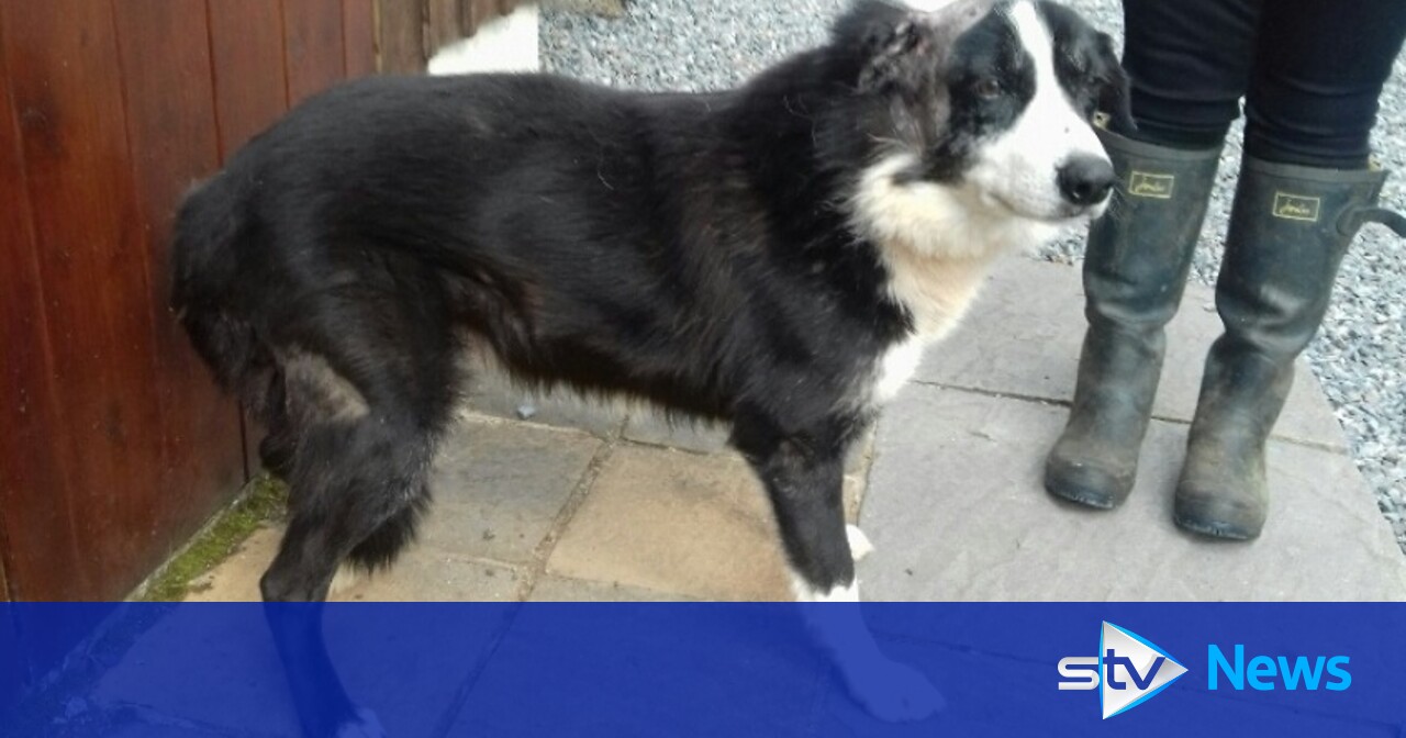 Collies found in ‘horrendous’ condition on Argyll farm put down as owner handed pet-owning ban – STV News