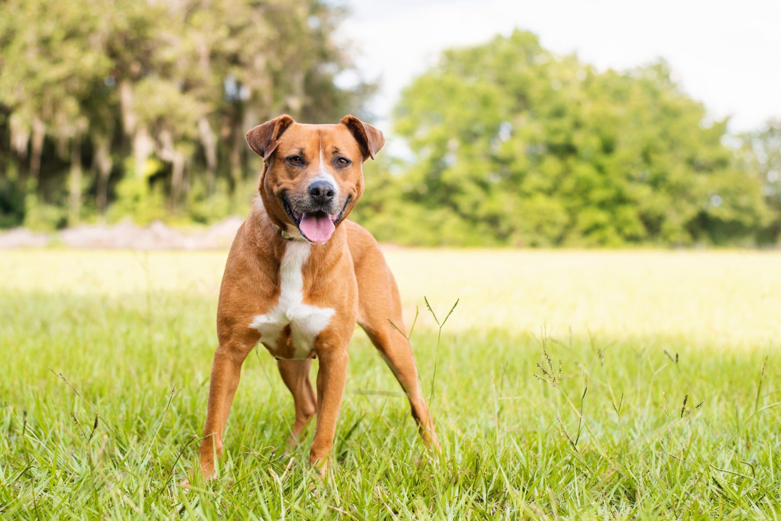 Dog Survives For Weeks with Plastic Feeder Stuck on His Head – One Green Planet