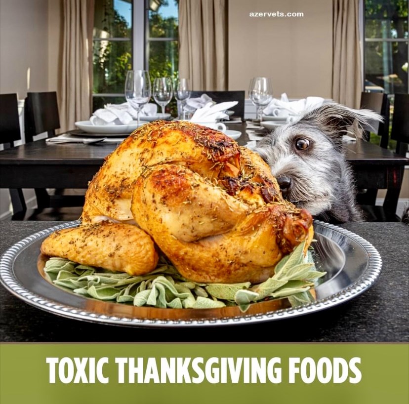 Thanksgiving can be toxic for the family pet – Queen Creek Sun Times