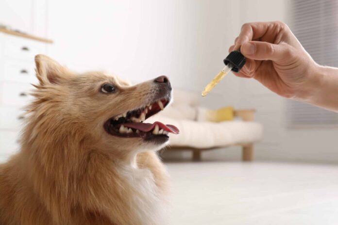 9 Ways CBD Oil Can Benefit Your Dog – News-Reporter