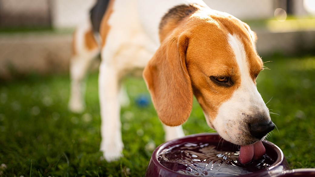 Central PA Humane Society dogs receive Thanksgiving meal – WTAJ – www.wtaj.com