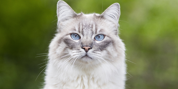 Cat survives 45-ft drainpipe drop, wins oddest pet insurance claim of the year – VeterinaryPracticeNews.com