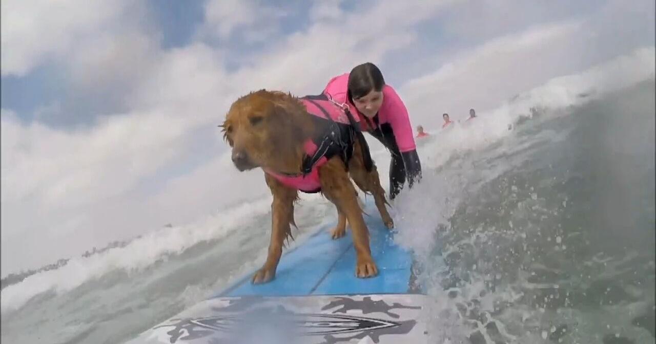 Health Beat: Ricochet's story: The surfing therapy dog – 69News WFMZ-TV