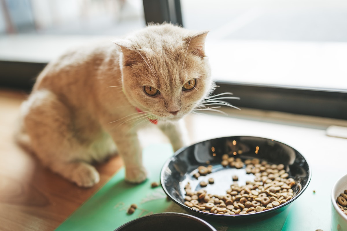 Can I feed my pet only dry food? Why the answer is different for cats and dogs – Inverse