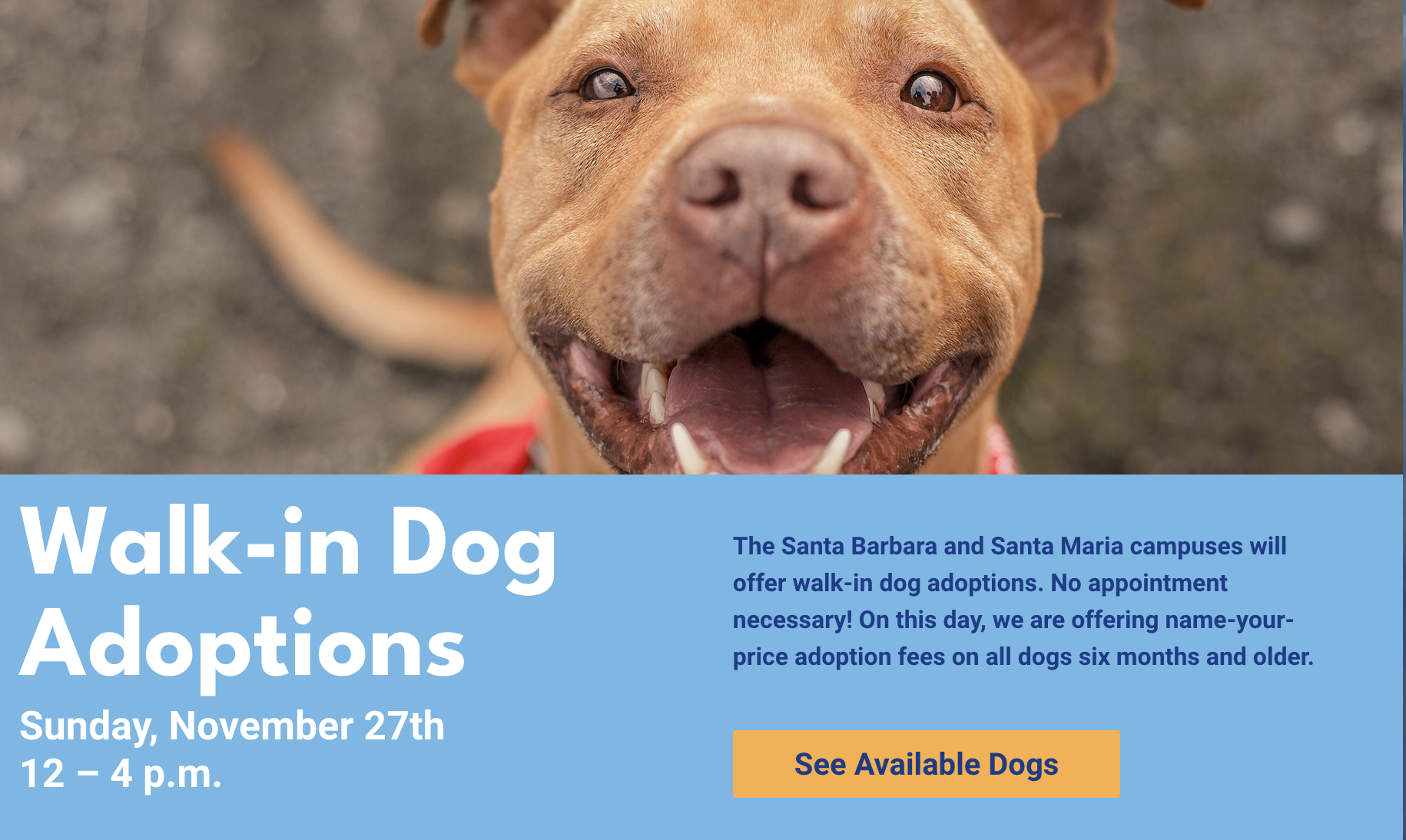 Santa Barbara Humane hosts first ever walk-in dog adoption | News Channel 3-12 – KEYT