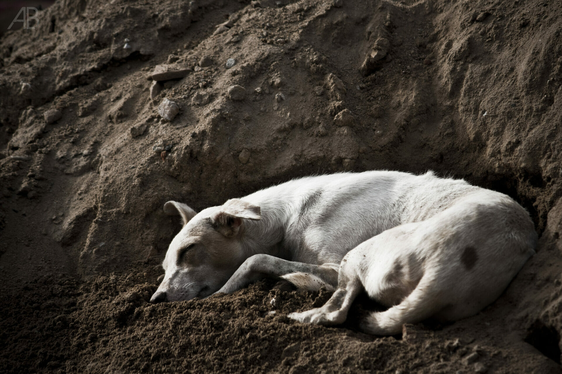 Stray dogs and the Animal Birth Control programme in Chennai – Citizen Matters, Chennai