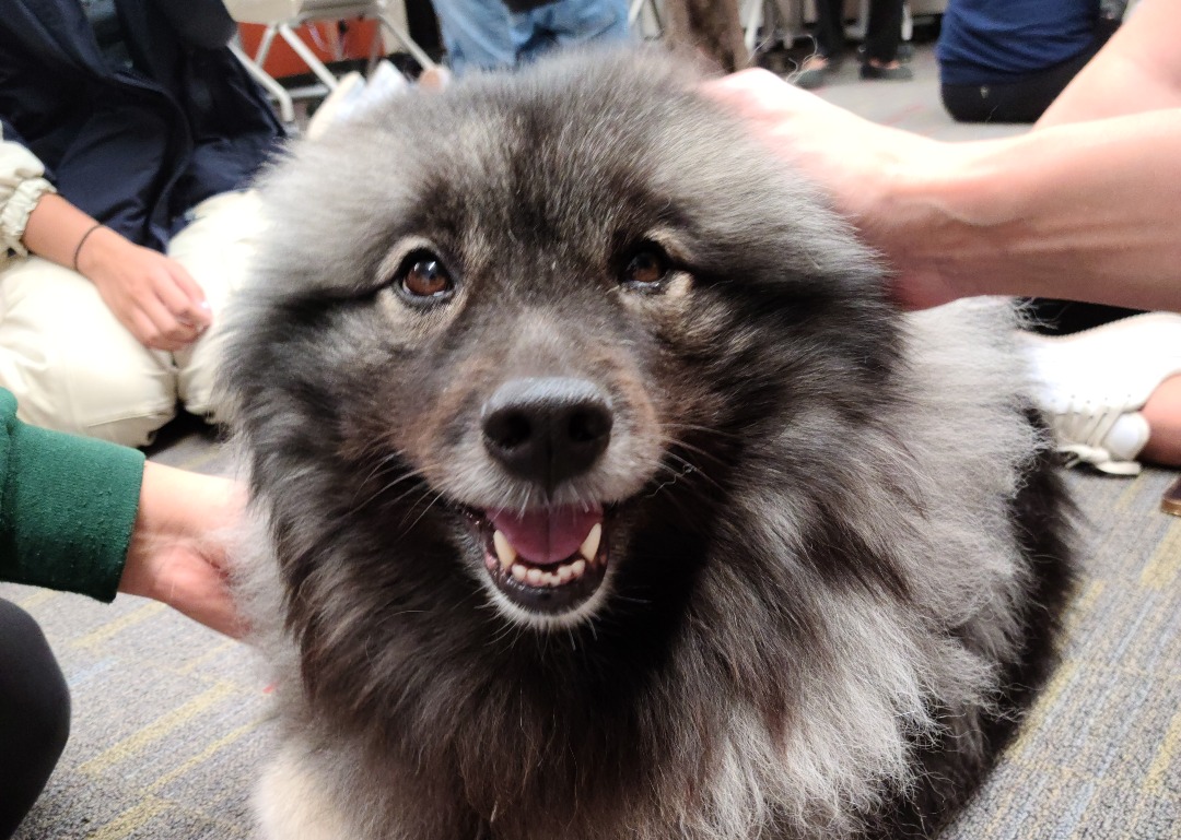 USask team, St. John Ambulance partner on skills training for therapy dog handlers – USask News