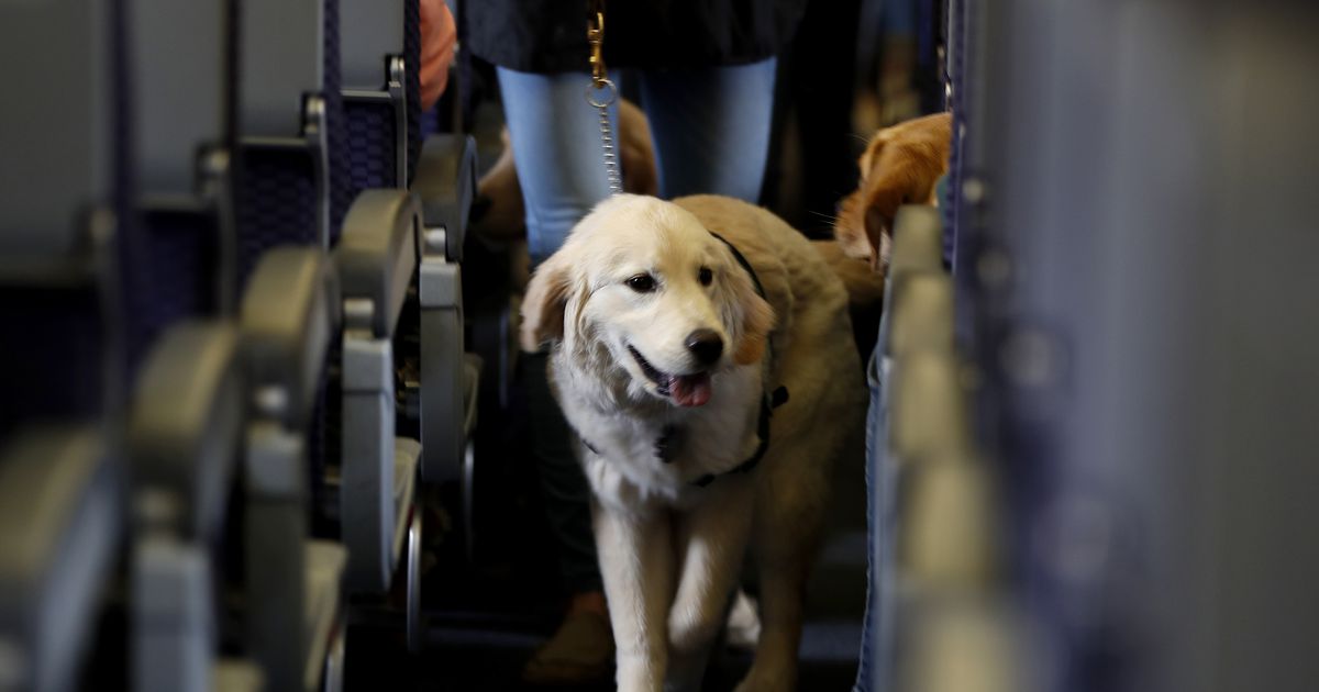 Eight service dogs graduate Friday from Irving facility – The Dallas Morning News