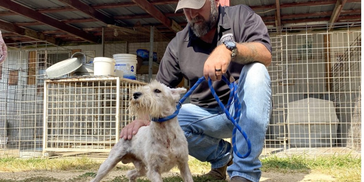 Missouri Humane Society rescues several dogs from a breeder – KY3