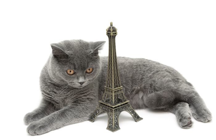 France tops cats per capita; French companies' 2021 revenue – PetfoodIndustry.com