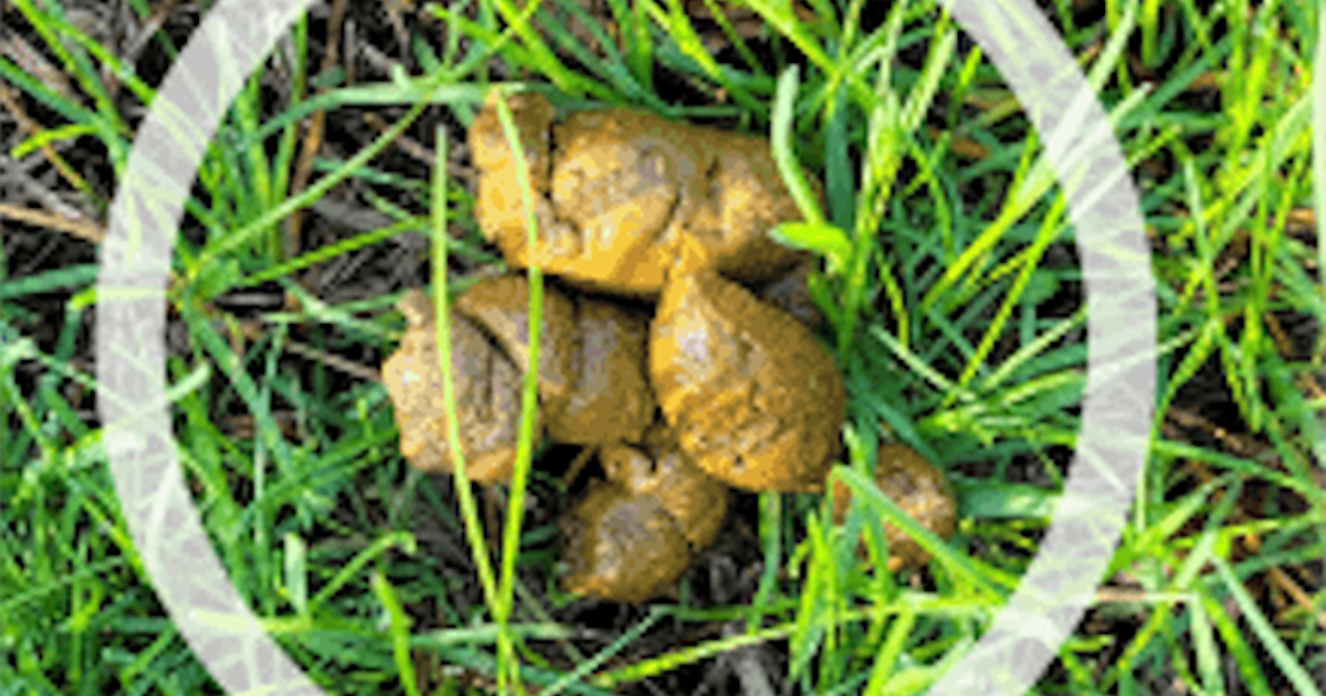 Weird dog poo? There's an app for that – Star Tribune