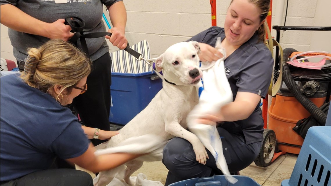 Here's how you can help adoptable pets affected by flooding – KSDK.com