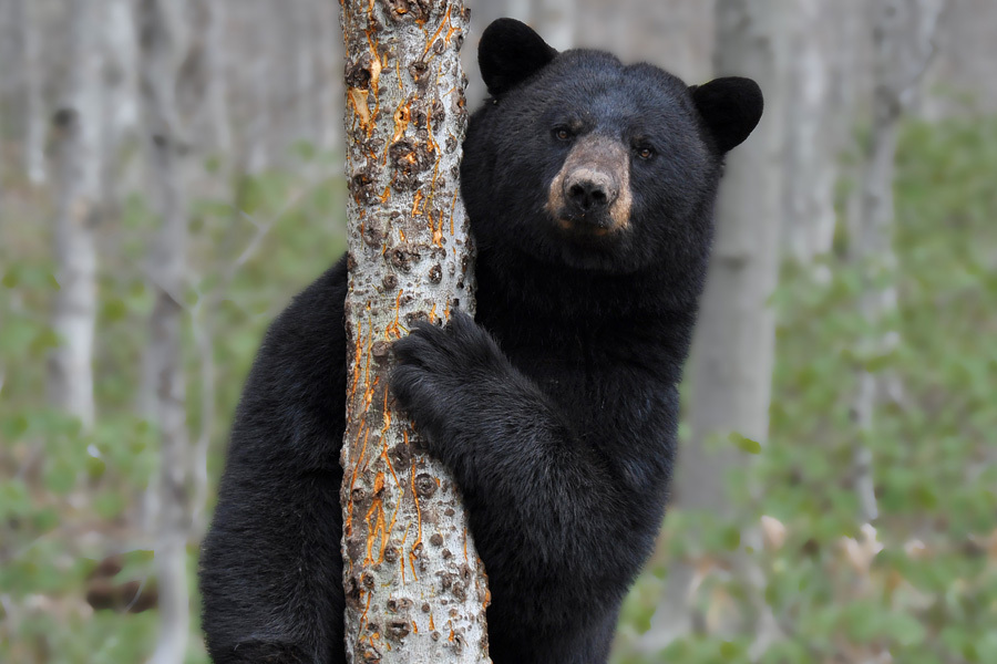 Bear attacks person in Winhall in 2nd Vermont bear attack in less than 3 months – vtdigger.org